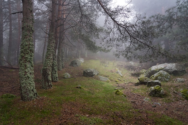 Mysterious enchanted forest landscape, clearing in the forest\
with light coming from the sky. morcuera madrid.