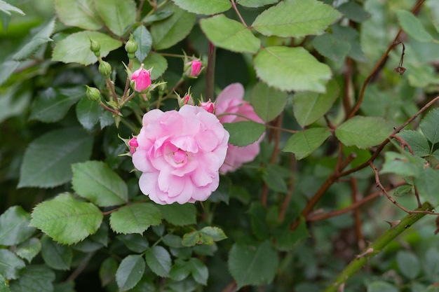 Mysterious fairy tale spring floral card with fabulous blooming\
pink rose flowers summer fantasy garden on blurred background\
beautiful delicate rose in the garden