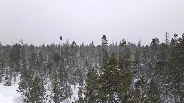 Mysterious fantastic winter panoramic landscape with snowy forest in heavy snowfall aerial view top