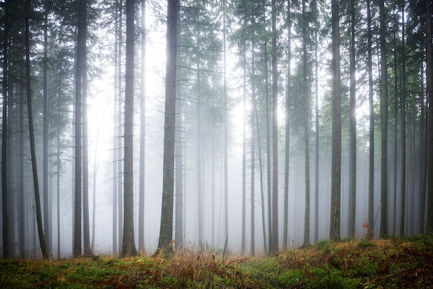 Misteriosa nebbia nella foresta verde con alberi di pino