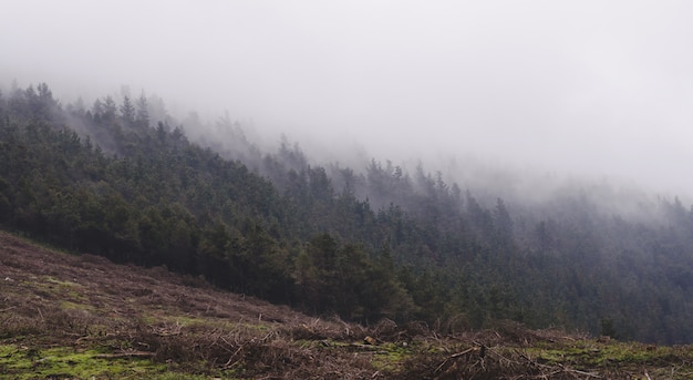 夜明けの霧の神秘的な森