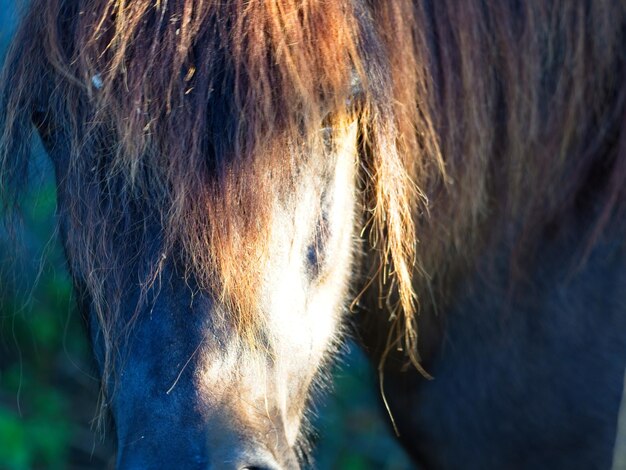 Mysterious horse