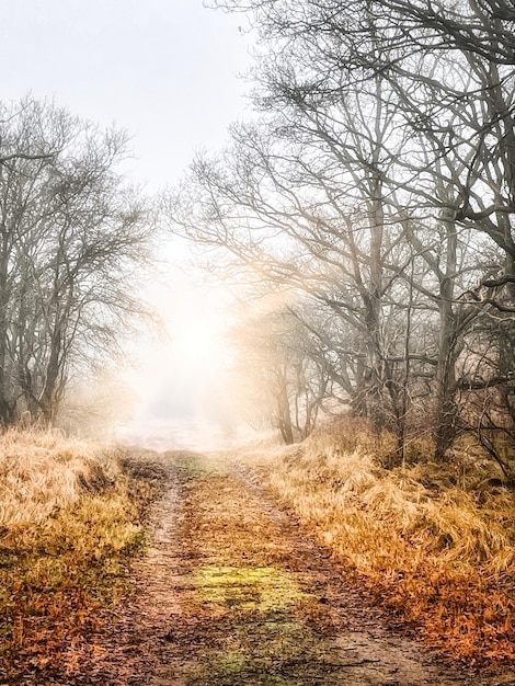 Mysterious morning light and sun in fall forest