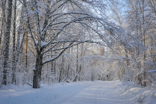 Strada misteriosa nella foresta invernale. i raggi del sole irrompono tra i rami innevati degli alberi. concetto di viaggio invernale durante le vacanze di capodanno.