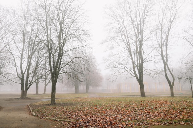 Mysterious scene of autumn nature in the foggy morning moody misty forest