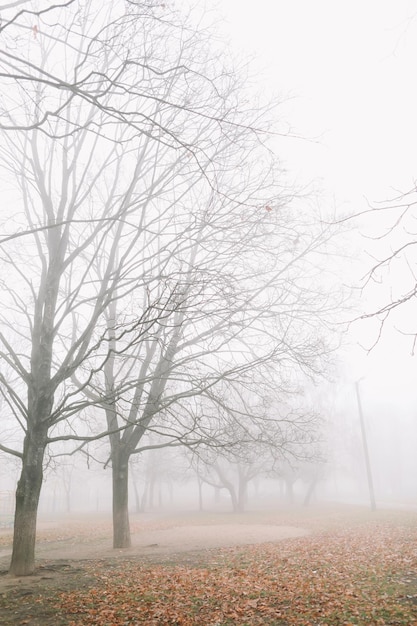 Mysterious scene of autumn nature in the foggy morning moody misty forest