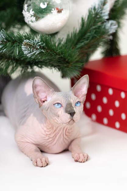 Mysterious Sphynx Hairless Cat lying under Christmas tree with red polka dot gift box under it