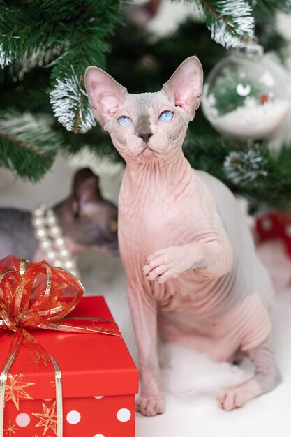 Mysterious Sphynx Hairless Cat sitting near Christmas tree with red polka dot gift box under it