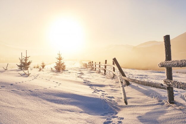 Foto misterioso paesaggio invernale maestose montagne in inverno. albero innevato inverno magico. biglietto d'auguri fotografico. dei carpazi. ucraina