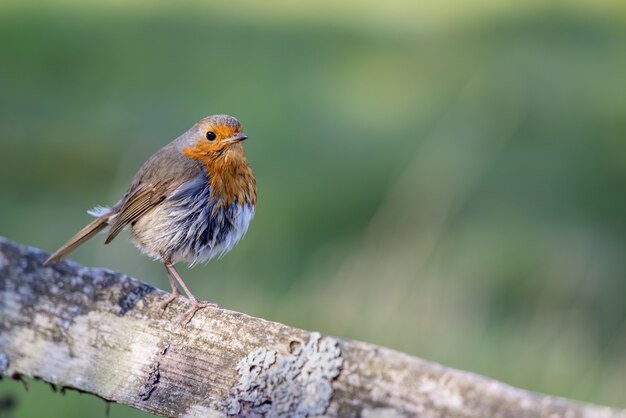 Mystery of the wet Robin on a sunny spring day