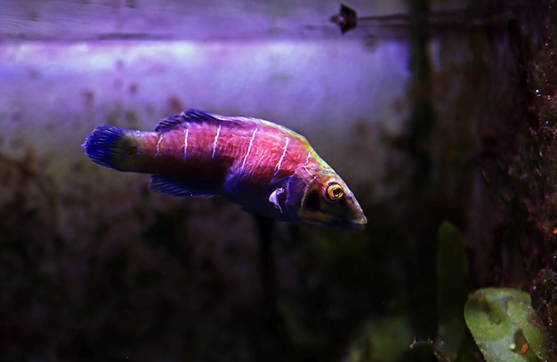 Mystery Wrasse fish - (Pseudocheilinus ocellatus)