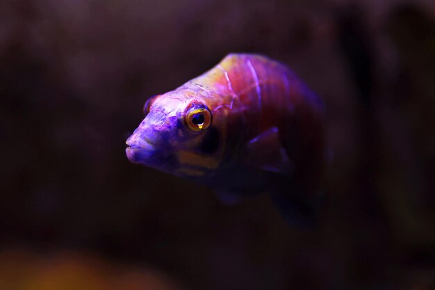 謎のベラ魚 - (Pseudocheilinus ocellatus)