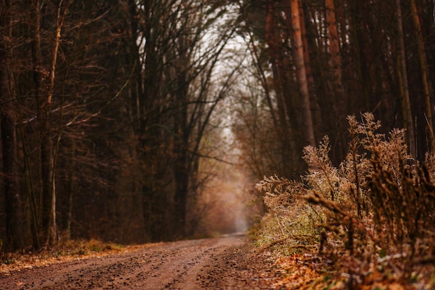 Mystic autumn road road in a mysterious fall forest