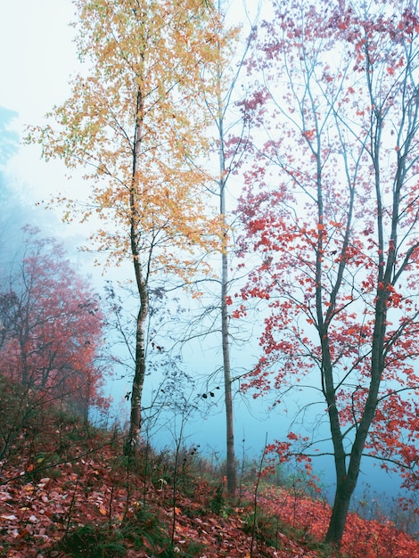 Mistico paesaggio autunnale con nebbia nel parco