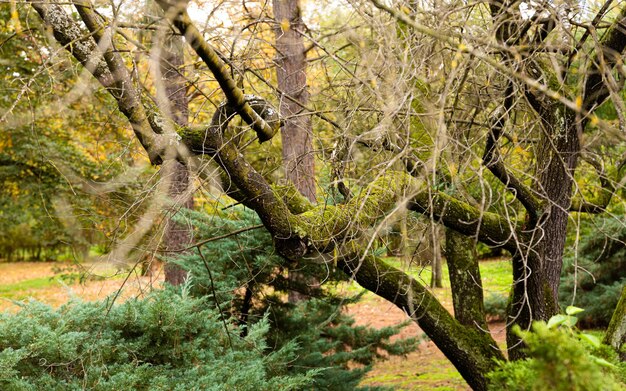 Mystical branches