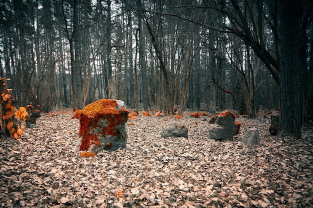 Mystical cemetery in the woods