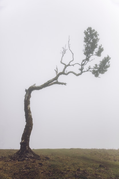 Фото Мистический фанал в туманном лесу лаурисилва