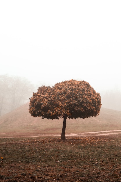 Фото Мистический туман на деревьях осеннего парка с пожелтевшей листвой