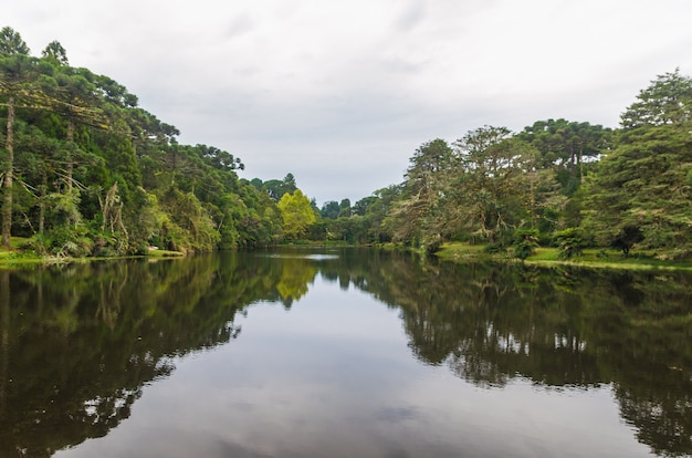 Mystical green forest of Brazil