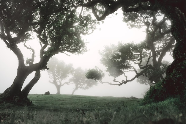 Mystical laurissilva trees on field against sky