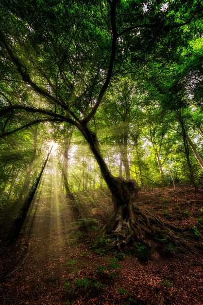 Foto foresta mistica e misteriosa al tramonto