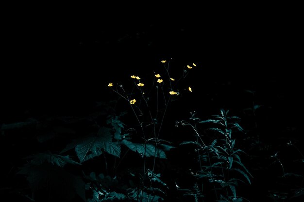 Mystical small yellow flowers in the sun on a dark background in the forest.