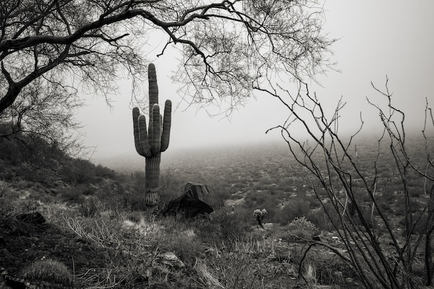 Photo mystical sonoran valley