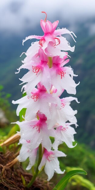 Mystical White Orchid Flower Amidst Majestic Mountains