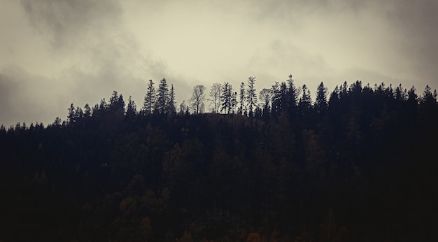 Mystiek bos tijdens mist in de herfst