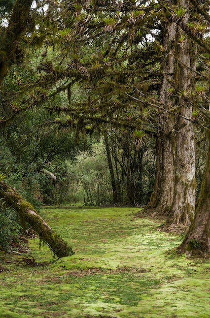 Mystiek groen bos van Brazilië