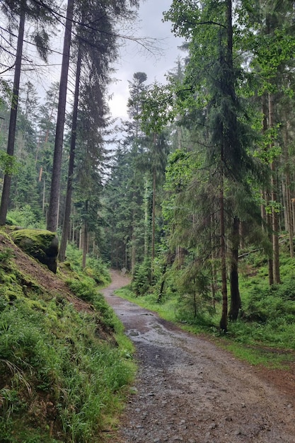 Mystieke groene bosachtergrond van de natuur wandelen in de bergen