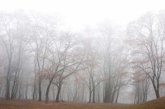 Mystieke mist in de herfstparkbomen met vergeeld gebladerte