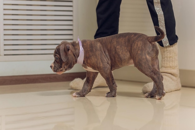 Mystified blue american bully puppy curiously walking forward\
with its mouth