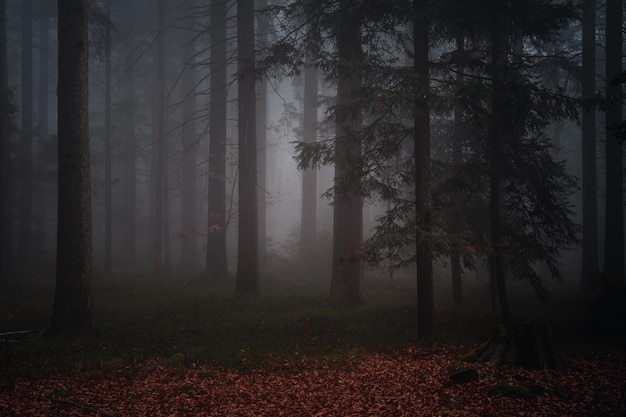 Photo mystischer herbstwald mit nebel am abend. waldfotos aus dem bayerischen wald im herbst.