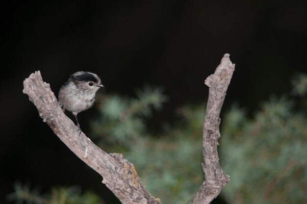 The myth is a species of passerine bird in the aegithalidae family