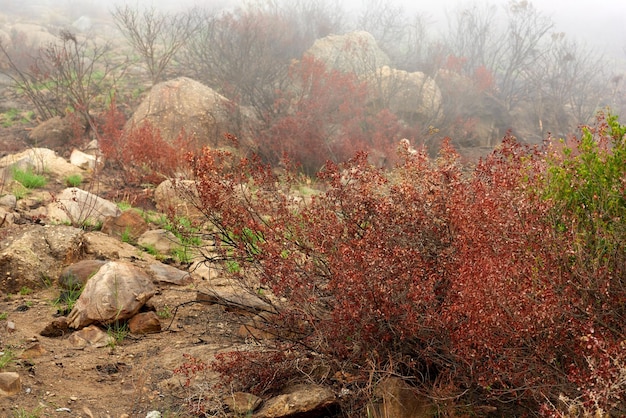 Na de bosbrand Na de bosbrand De nasleep van een verwoestende bosbrand op een berg dikke smoglucht die groene struiken en planten laat zien