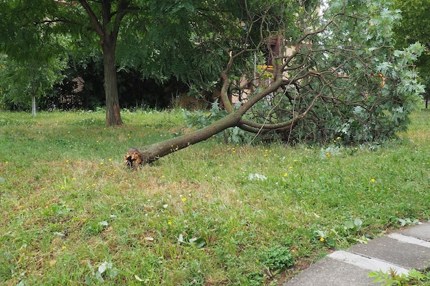 Na de orkaan 19 juli 2023 Sremska Mitrovica Servië Gebroken bomen rommel op de straten Gebroken takken gebogen stammen Chips en vuilnis Noodtoestand na een catastrofale storm