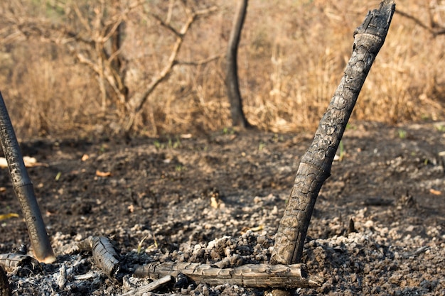 Na een bosbrand