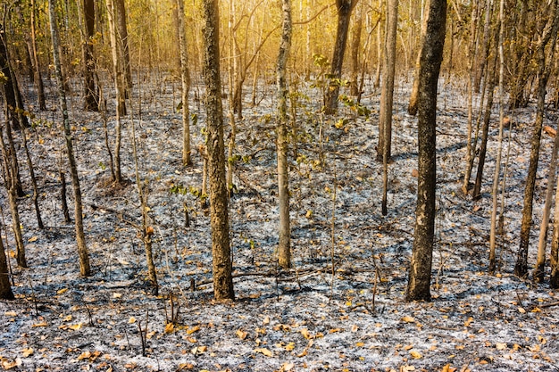 na verbrande boom in bos, verbrand puin