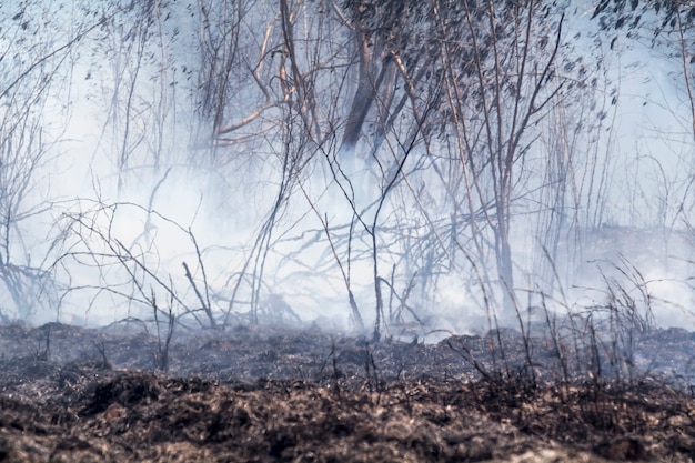 Na verwoest door brandend tropisch bos, Thailand,