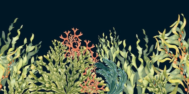 Naadloze banner van kleurrijke zeeplanten aquarel illustratie geïsoleerd op zwart