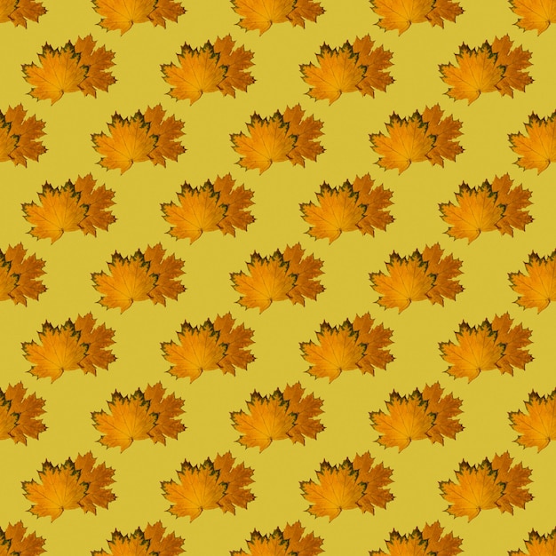 Naadloze patroon van droge herfst esdoorn bladeren op een felgele achtergrond. Herfstprint op stof, inpakpapier. Kan worden gebruikt als een natuurlijke achtergrond