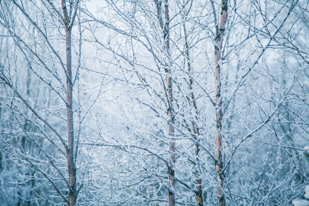 Naakte bomen bedekt met sneeuw in het bos