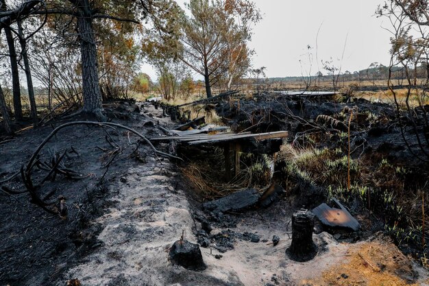 Foto naakte bomen bij de rivier in het bos tegen de lucht