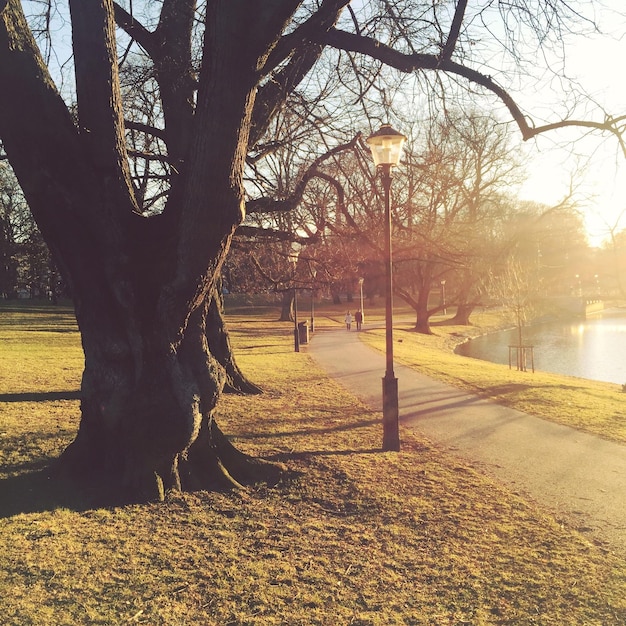 Foto naakte bomen in een openbaar park bij zonsondergang