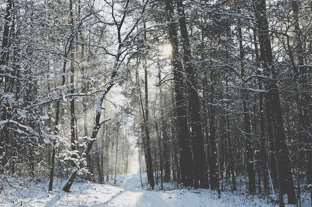 Naakte bomen in het bos in de winter