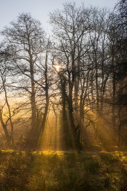 Foto naakte bomen in het bos tegen de lucht