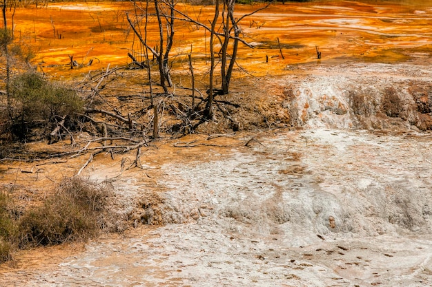 Foto naakte bomen in het bos