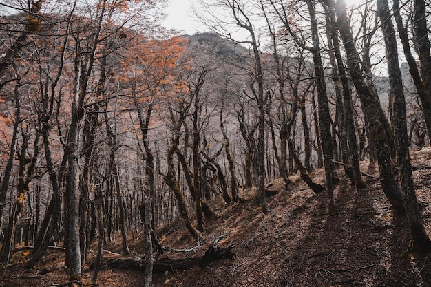 Naakte bomen in het bos