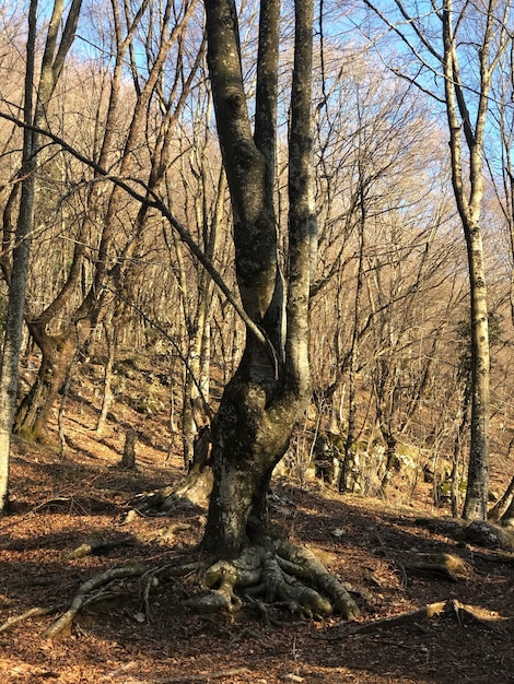 Foto naakte bomen in het bos